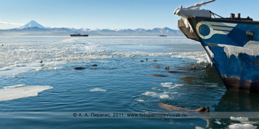 Сивучи, или морские львы Стеллера, в Авачинской губе (бухте). Мыс Сигнальный, город Петропавловск-Камчатский