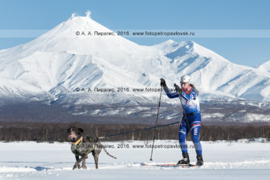 Фотографии скиджоринга с собакой на фоне действующего Авачинского вулкана на Камчатке