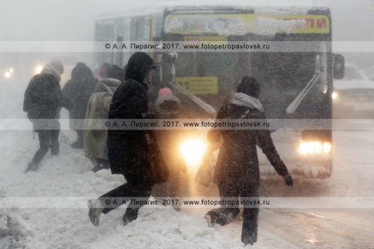 Фотография: зимняя непогода в городе Петропавловске-Камчатском, пассажиры бегут к подъехавшему на остановку городского общественного транспорта автобусу маршрута № 21 во время снежного циклона (пурги, метели)
