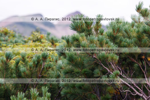 Фотографии кедрового стланика (кедрач) на полуострове Камчатка