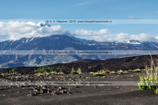 Панорамный вид на Толбачинский вулканический массив: вулкан Острый Толбачик и вулкан Плоский Толбачик на полуострове Камчатка