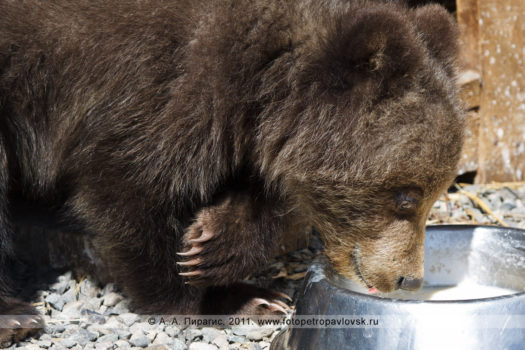 Фотографии камчатского бурого медведя (медвежонка)