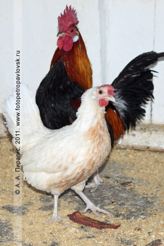 Фотография курицы и петуха карликовой