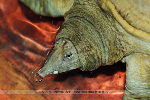 Фотографии: дальневосточная мягкотелая черепаха, или китайский трионикс, — Pelodiscus sinensis