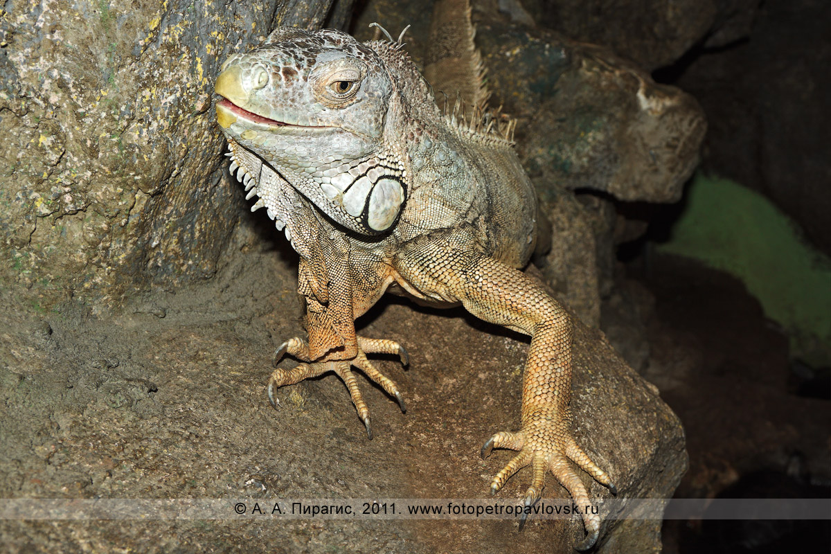 Фотография: зеленая игуана — Iguana iguana