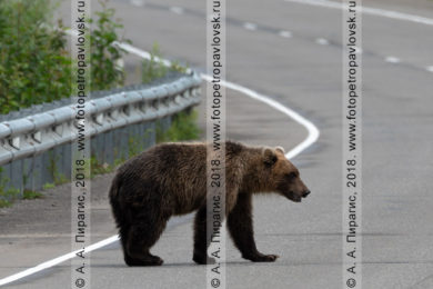Фотографии камчатского бурого медведя, гуляющего по автодороге