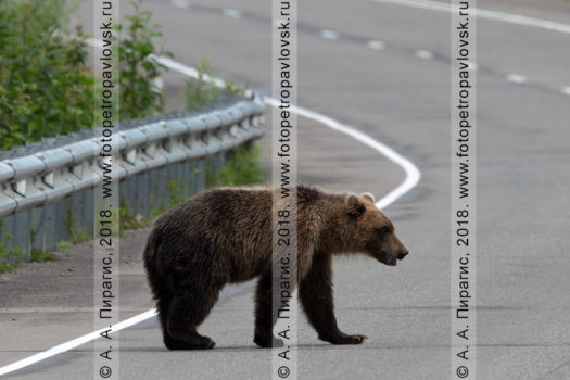 Фотографии камчатского бурого медведя, гуляющего по автодороге