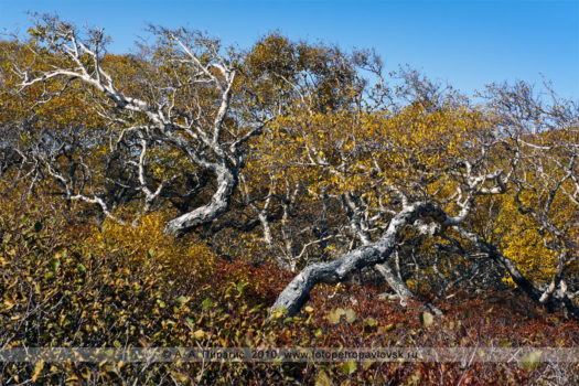 Фотографии Березы Эрмана, или каменной березы на полуострове Камчатка