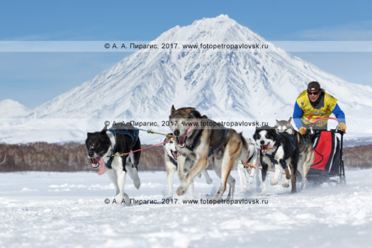 Фотография: камчатский каюр Семашкин Андрей, собачья упряжка породы камчатская ездовая собака. Гонка-пролог на собачьих упряжках "Берингия". Полуостров Камчатка, город Петропавловск-Камчатский