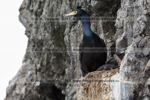 Фотографии птичьего базара, краснолицых бакланов на полуострове Камчатка