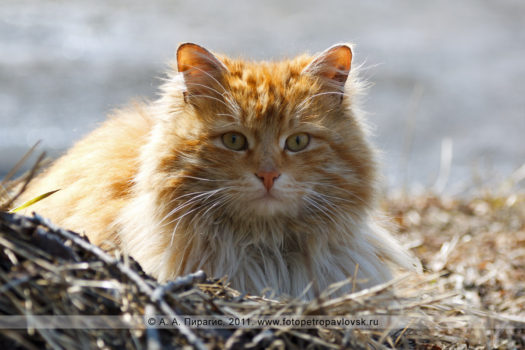 Фотография: кот или кошка