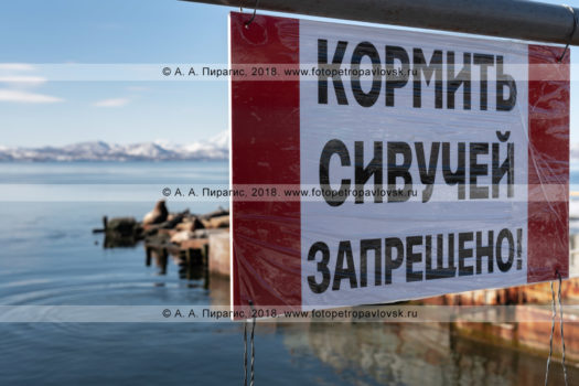 Фотография таблички: "Кормить сивучей запрещено!"