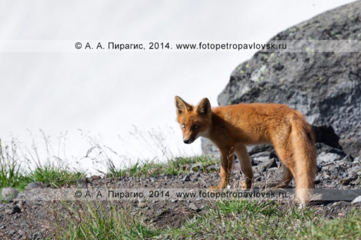 Фотографии лисицы на горе Верблюд на полуострове Камчатка