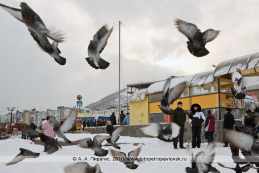 Фотографии: камчатские голуби на городском фонтане Петропавловска-Камчатского