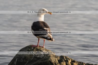 Тихоокеанская чайка Larus schistisagus, семейство Чайковые Laridae