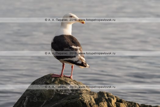 Тихоокеанская чайка Larus schistisagus, семейство Чайковые Laridae