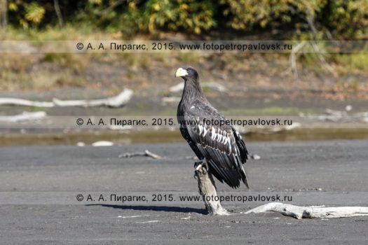Фотография: белоплечий орлан — Haliaeetus pelagicus, отряд Соколообразные — Falconiformes, семейство Ястребиные — Accipitridae. Полуостров Камчатка