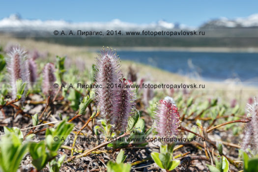 Фотографии ивы арктической на полуострове Камчатка