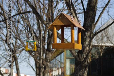 Фотография кормушки для птиц в городе Петропавловске-Камчатском