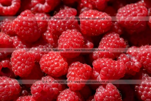 Фотография: свежесобранная аппетитная ягода малина
