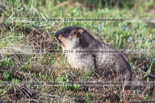 Фотографии черношапочного сурка на полуострове Камчатка