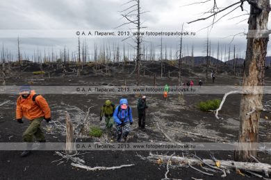 Фотография: пеший туризм на полуострове Камчатка — группа туристов и путешественников гуляет в Мертвом лесу на Толбачинском долу