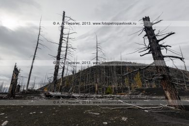 Фотография: дикая природа полуострова Камчатка осенью, драматичный вулканический пейзаж, вид на лиственничный Мертвый лес на Толбачинском долу — последствие знаменитого Большого трещинного Толбачинского извержения (БТТИ)