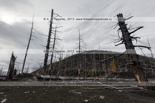 Фотография: дикая природа полуострова Камчатка осенью, драматичный вулканический пейзаж, вид на лиственничный Мертвый лес на Толбачинском долу — последствие знаменитого Большого трещинного Толбачинского извержения (БТТИ)