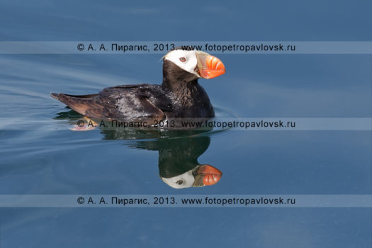 Топорок, или топорик (Lunda cirrhata), — морская колониальная птица семейства чистиковых
