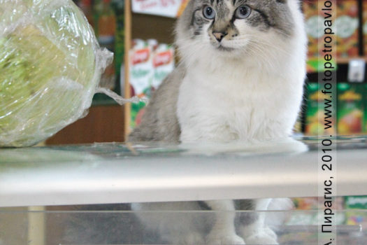 Фотография кота Васи