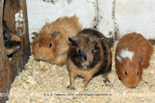 Фотографии: морская свинка — Cavia