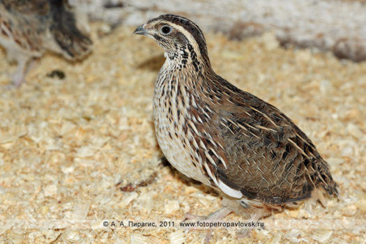 Фотография: японский перепел — Coturnix japonica